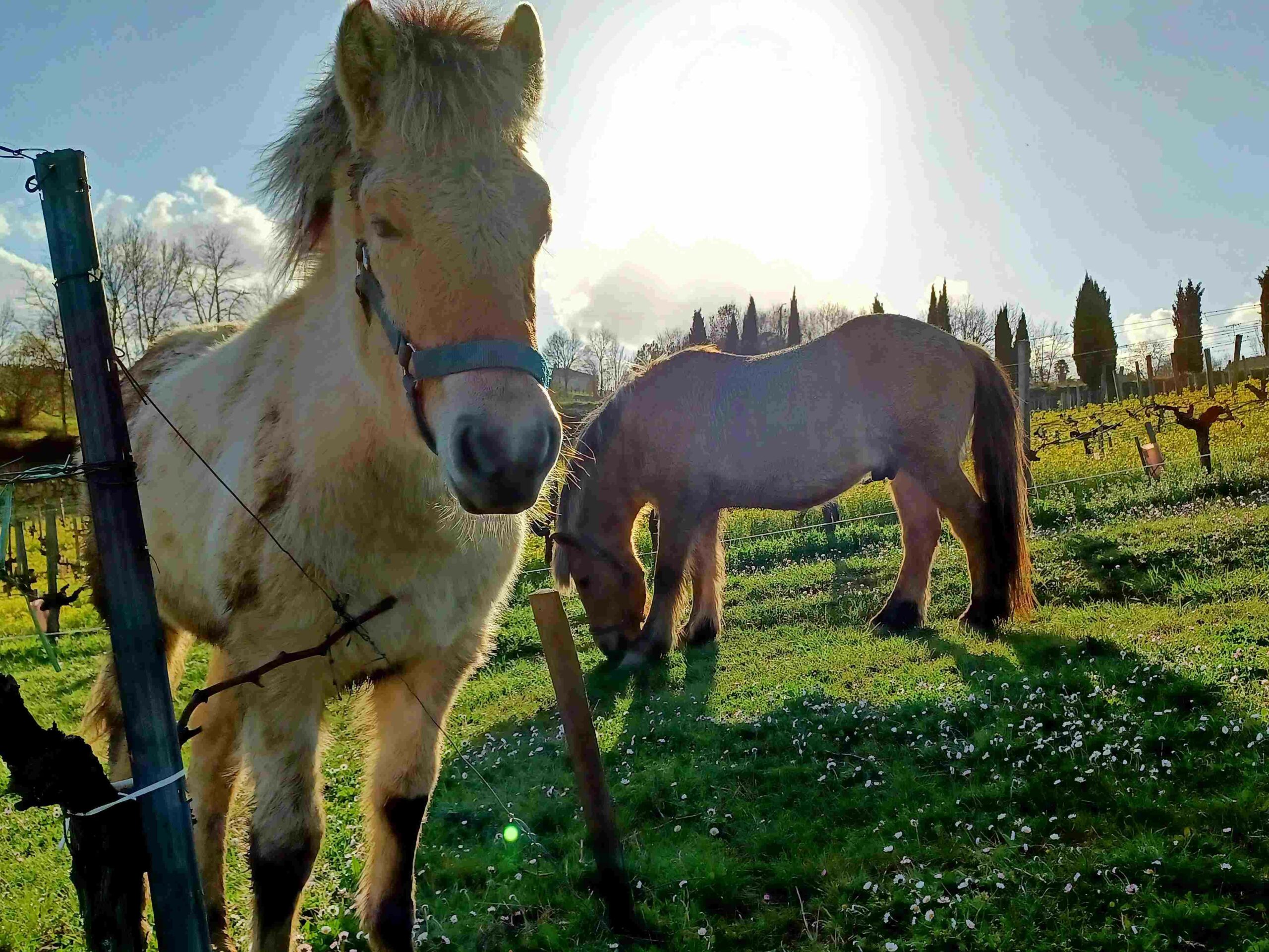 Château viticole Blaye