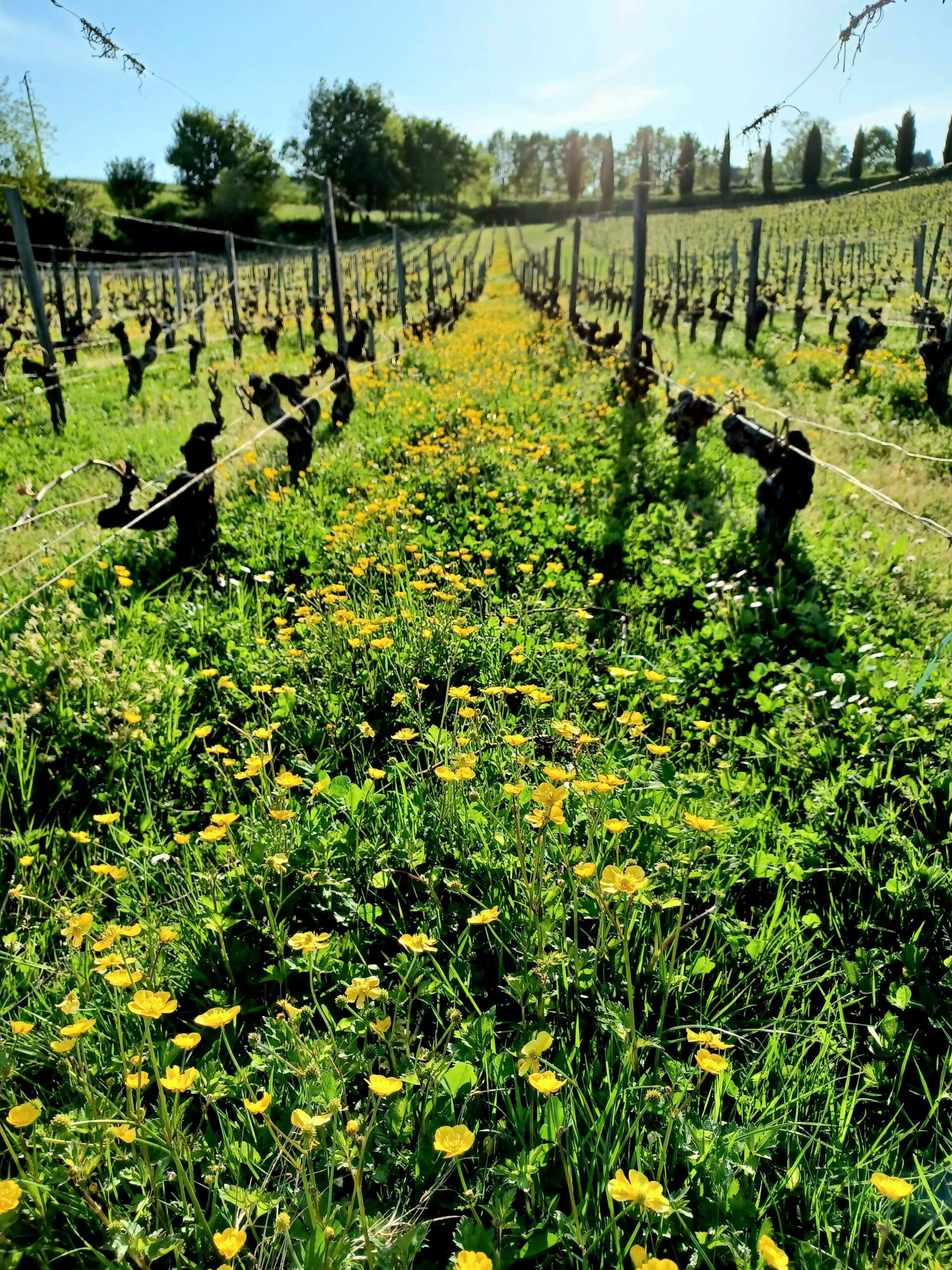 Château viticole Blaye