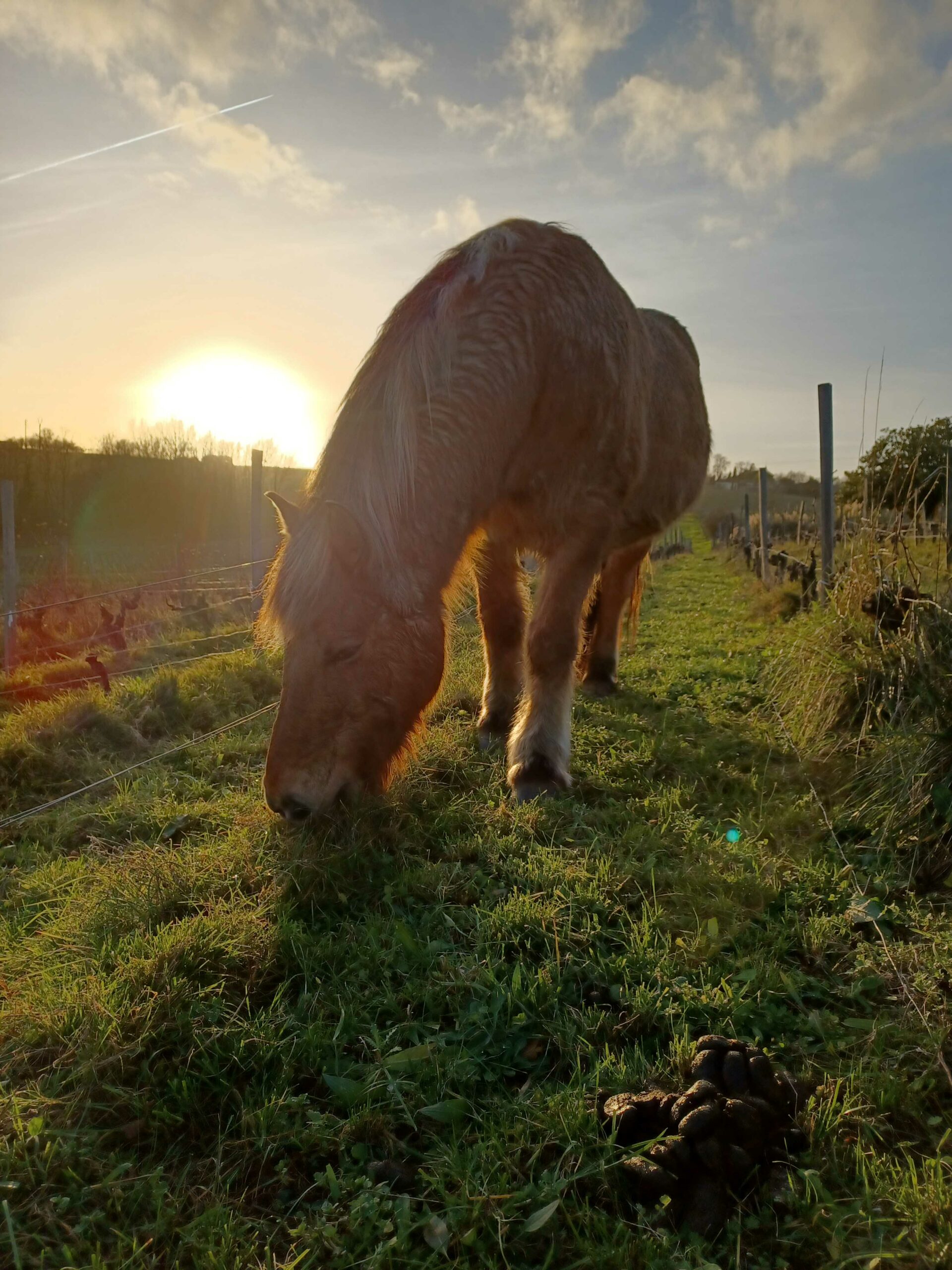 Château viticole Blaye