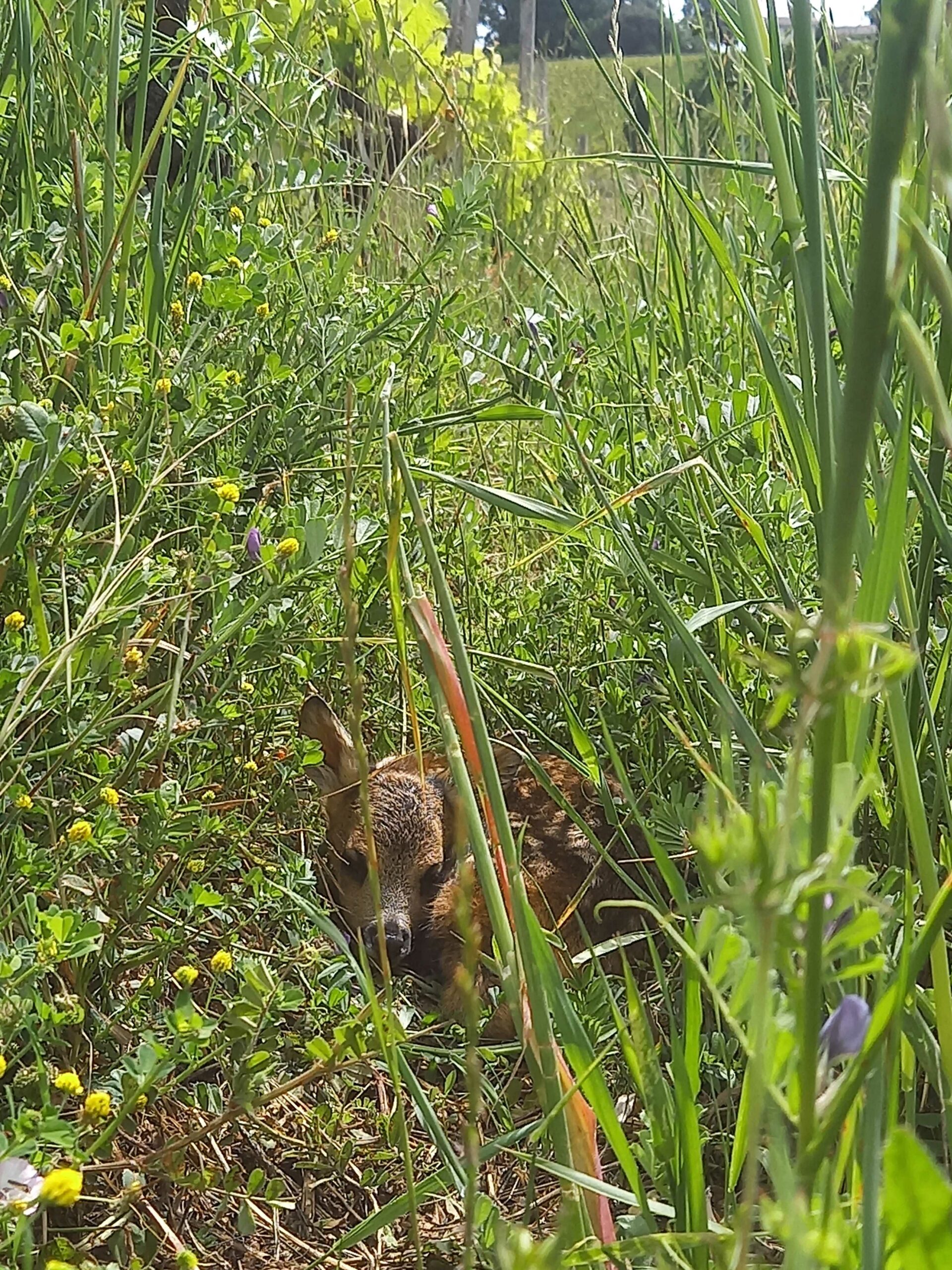 Château viticole Blaye