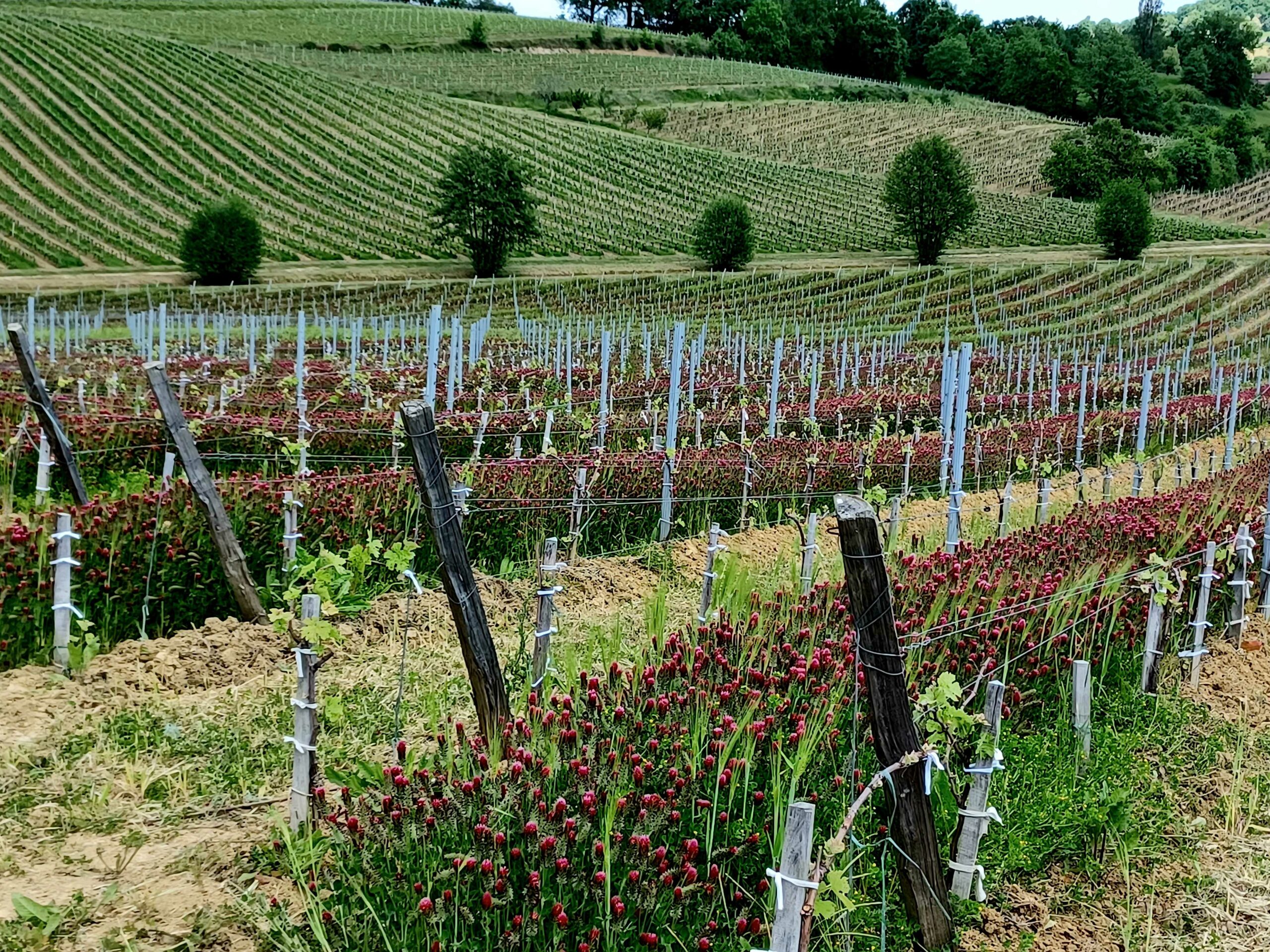 Château viticole Blaye