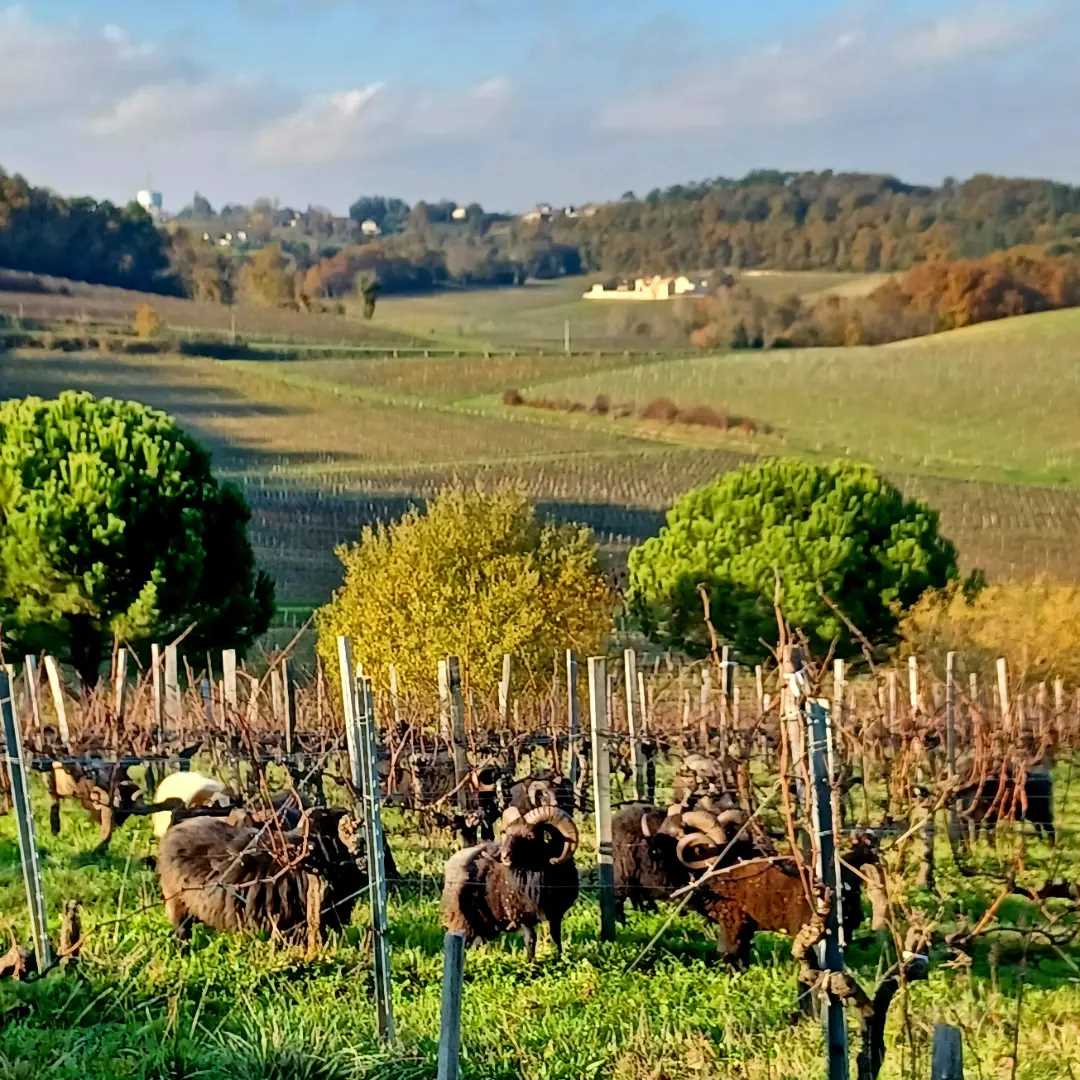 Château viticole Blaye