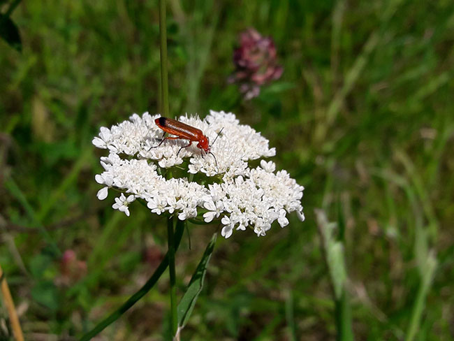 Château viticole Blaye