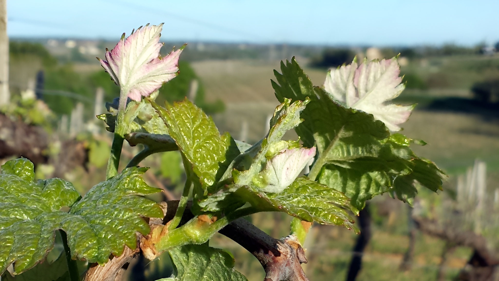 Château de la grave SC Basserau La Grave