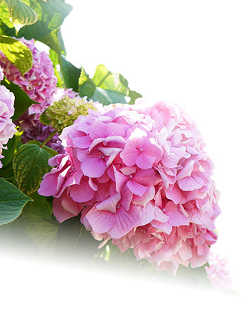 Château viticole Blaye